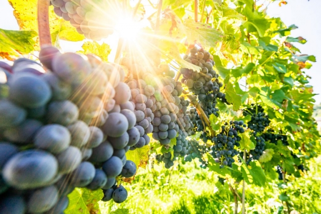 Rosnąca winorośl z kiśią dojrzałego winogrona w blasku promieni słonecznych