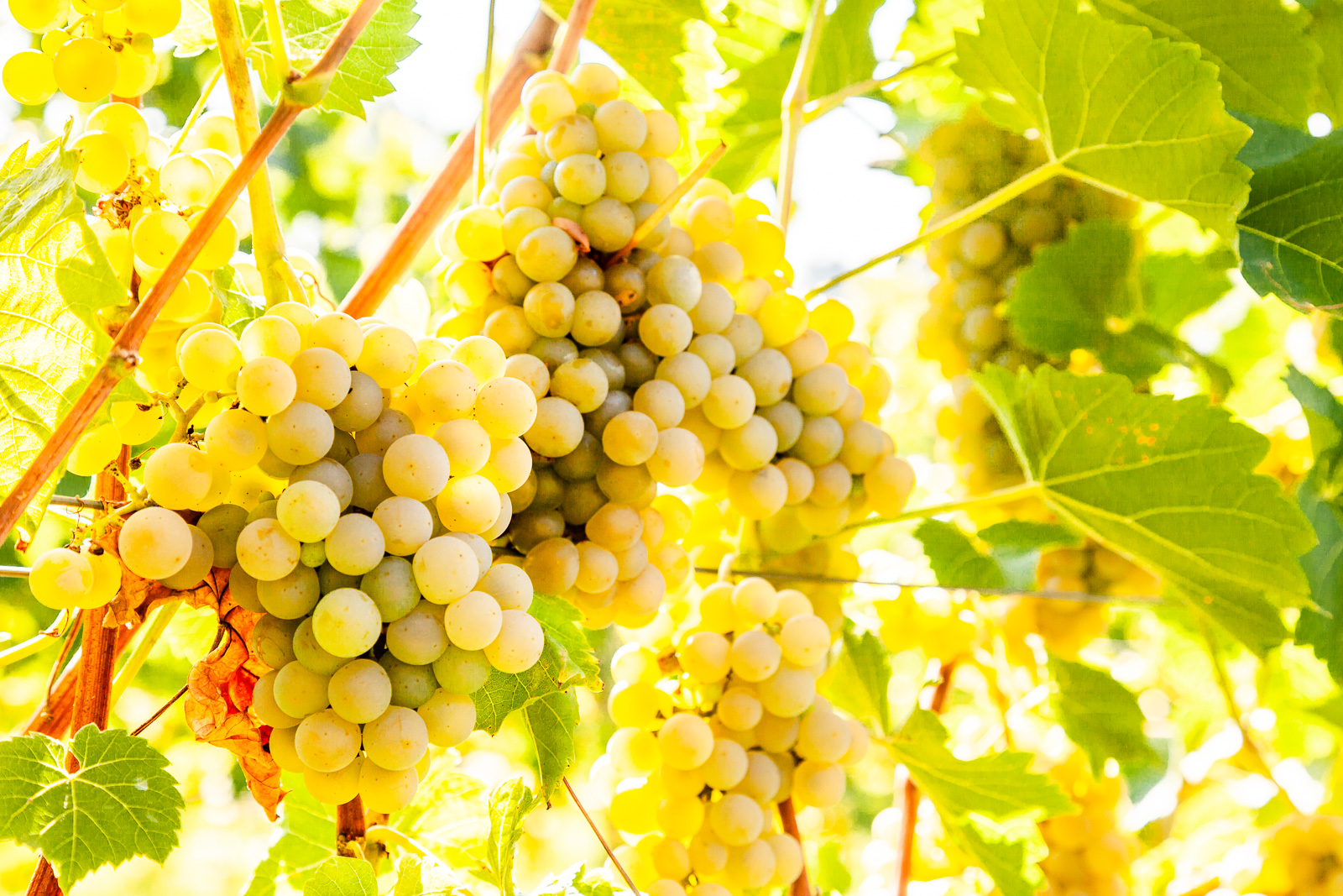 Kiść zielonych winogron rosnącuych na winorośli