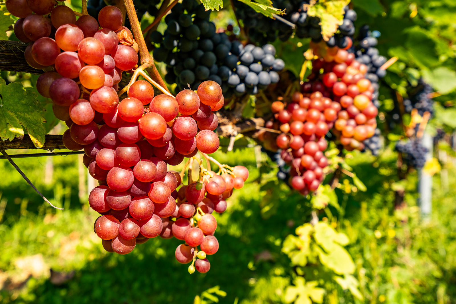 Kiść dojrzałych winogron rosnących na winorośli.