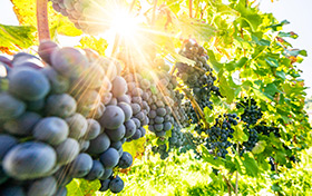Kiść winogrona rosnąca na winorośli.