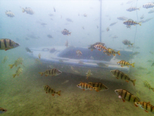 Zdjęcie pod wodą. Widać ławicę ryb, a na dnie zatopiona łódka.