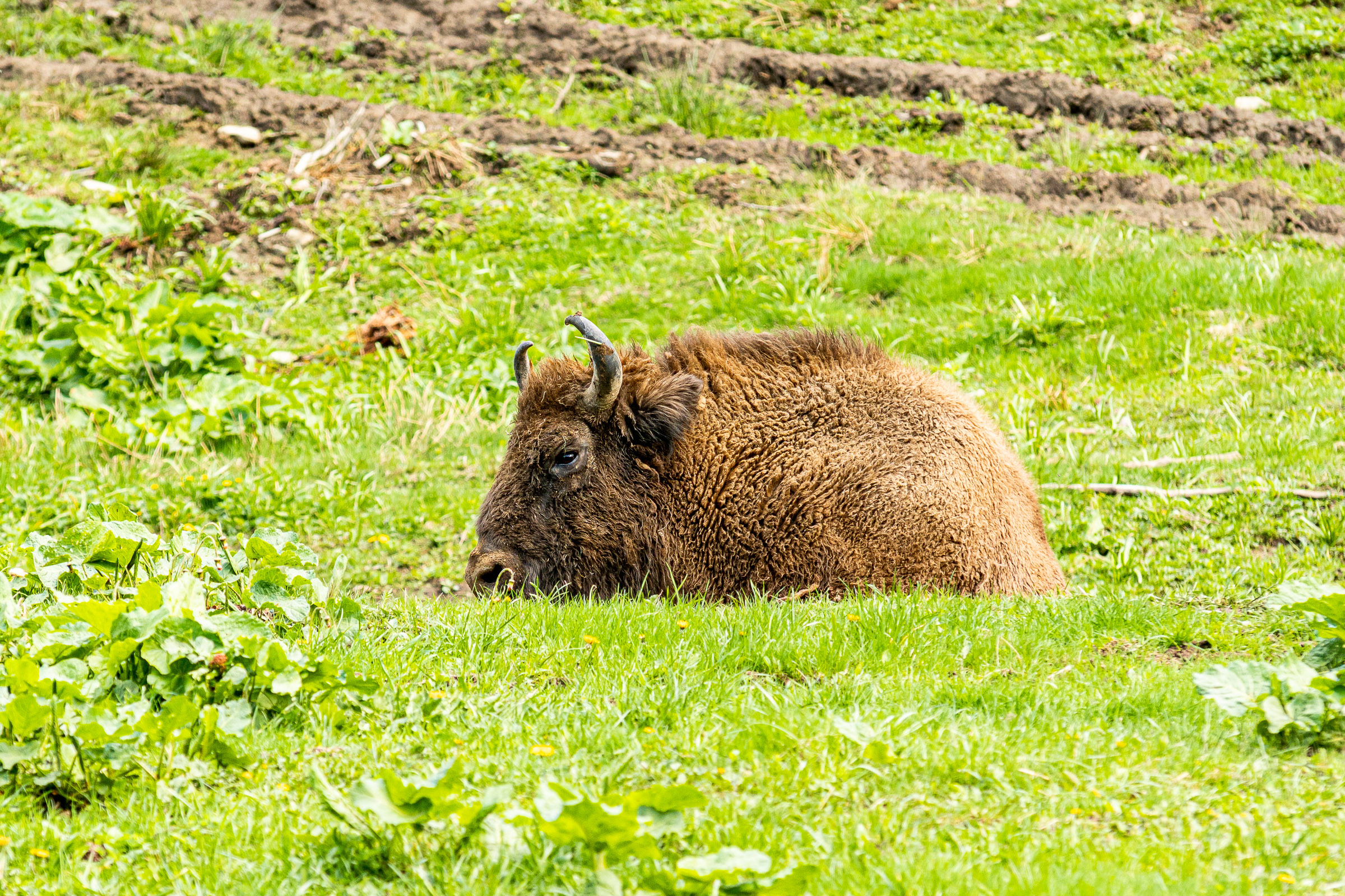 Żubr odpoczywający na trawie
