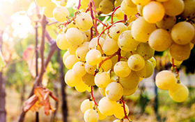 Kiście winogron