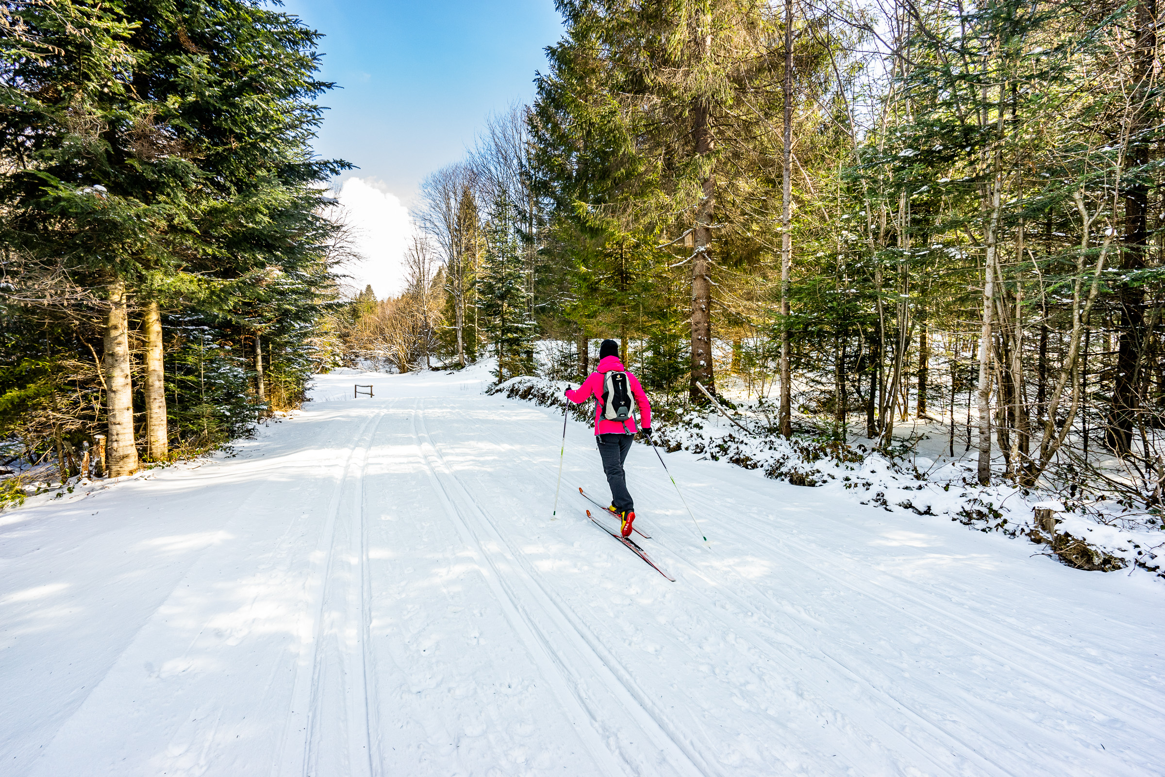 Kobieta na nartach biegowych na wytyczonej trasie pośród lasu.