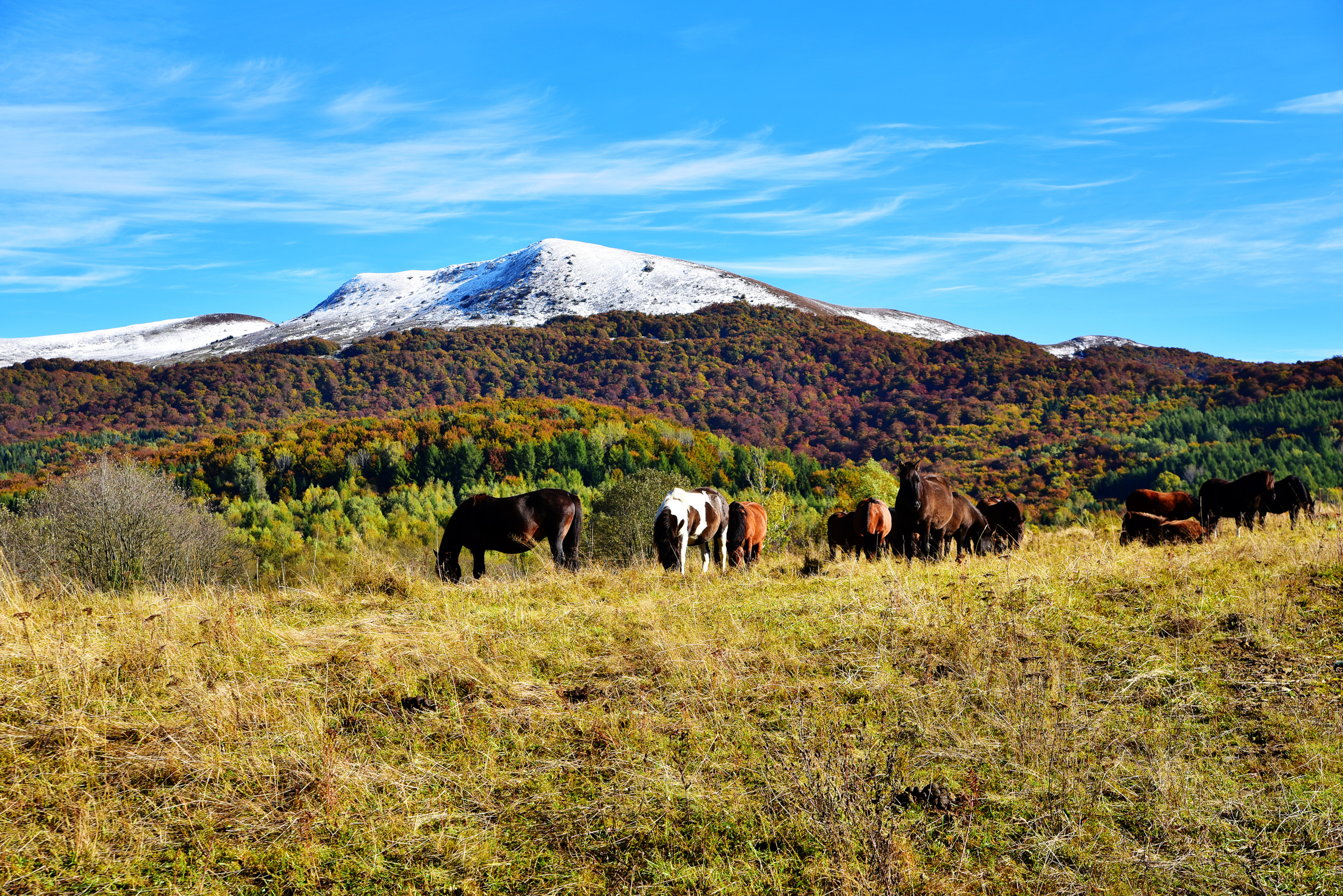 Szczyt góry pokryty śniegiem, niżej drzewa w jesiennych kolorach. Na pierwszym planie konie na polanie.