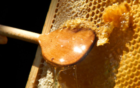 Drewniana łyżka za pomocą której wyjmowany jest miód z klastra.