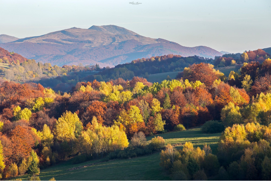 Krajobraz z jesiennymi drzewami w kolorach: żółtym, brązowym i rudym. W oddali szczyt góry.