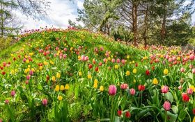 Łąka z kolorowymi żółtymi, czerwonymi i różowymi tulipanami