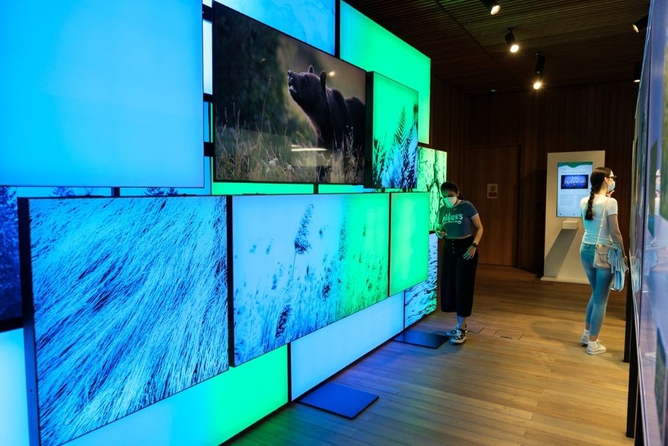Dwie kobiety w maseczkach zwiedzają wystawę, po lewej stronie multimedialna ściana na której wyświetlane są filmy. Na jednym z ekranów widać niedźwiedzia brunatnego, na kolejnych 3 ekranach zimowe krajobrazy.
